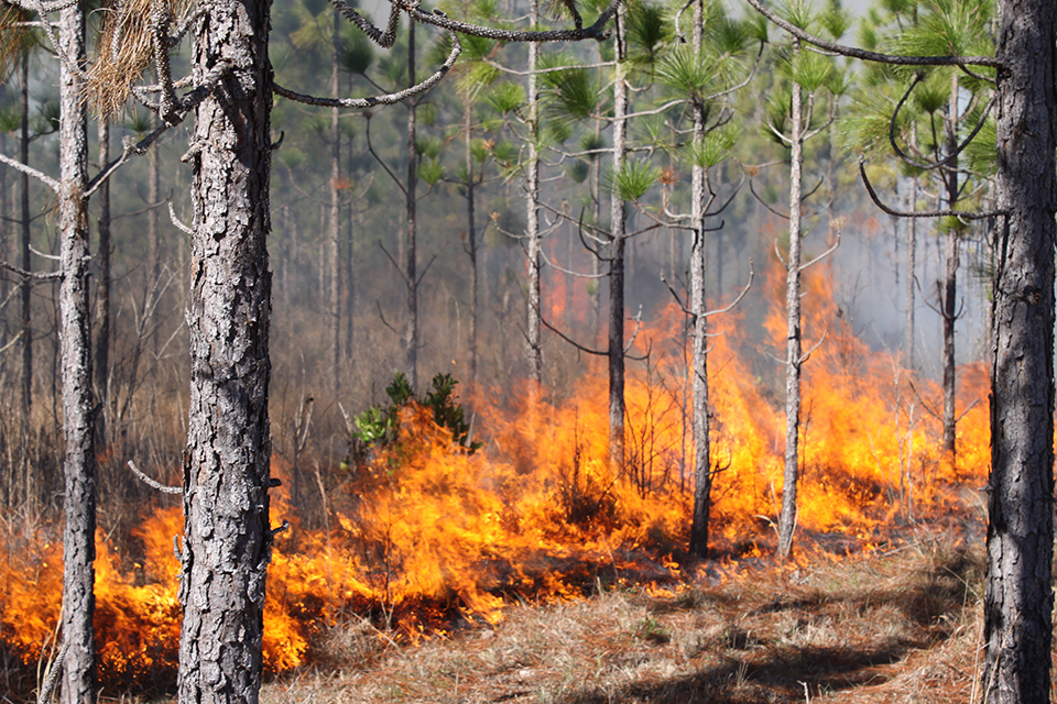 Researchers receive grant to study cattle grazing in longleaf pine